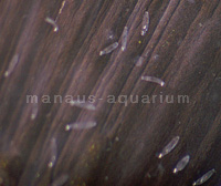 Monogenea an einer Schwertträger-Schwanzflosse unter dem Mikroskop